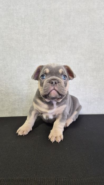 Продам французский бульдог