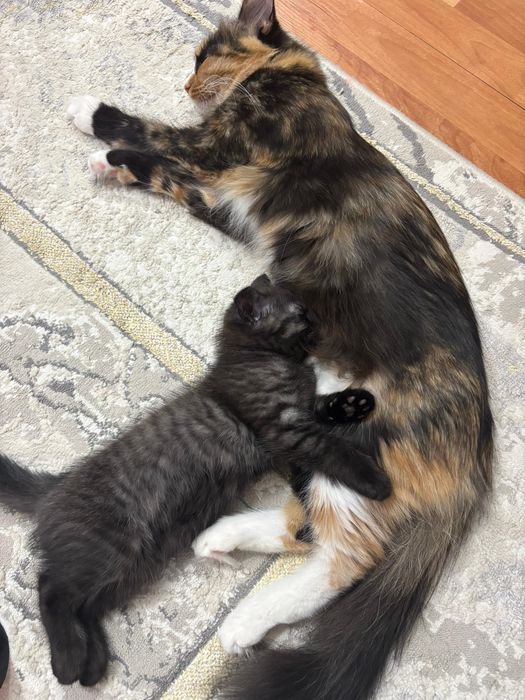 чёрный котёнок БЕСПЛАТНО