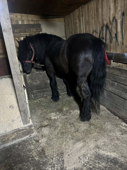 Vand armasar de 4 ani