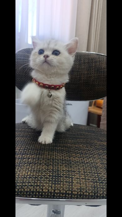 Серебристая шиншилла
