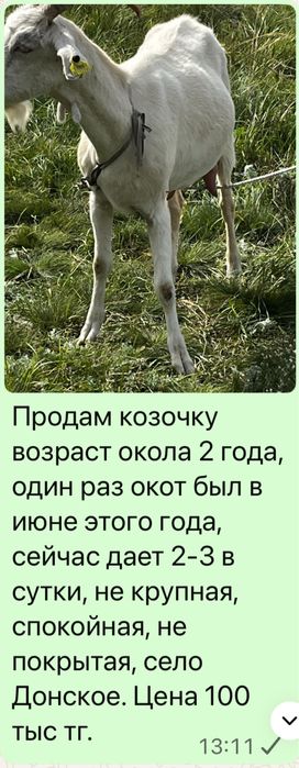 Козы дойные молодые. Село Донское, ВКО