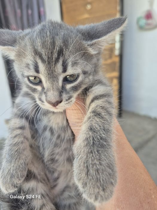 Котенок отдам 1 штук