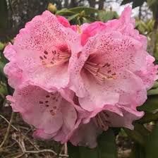 Rhododendron (Trandafir de Munte )