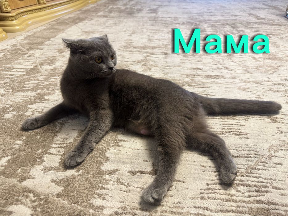 Продается котенок ( мальчик) скотиш сткайт