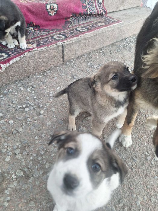 Отдам собачек в добрые,любящие руки