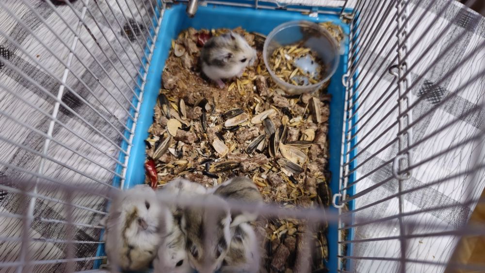 Продам джунгарских хомяков