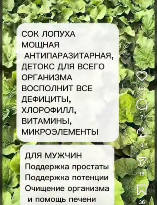 Майский лопух сок Шымкент
