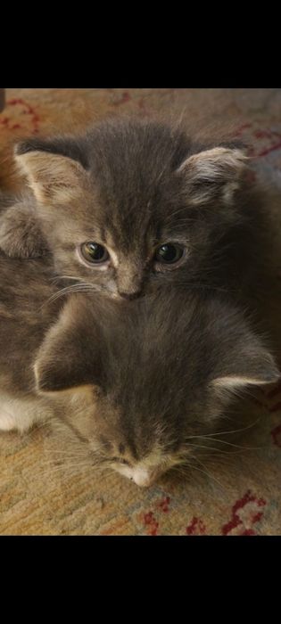 Отдам даром котят.