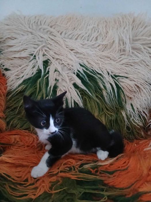 Подарявам 4 домашни котета на 60 дни.