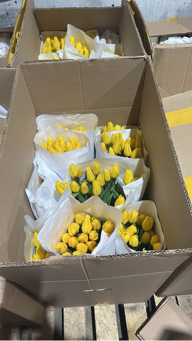Тюльпаны в розницу