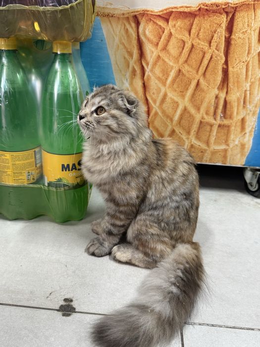 Кошка породистый