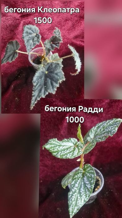 Бегонии цветы домашние