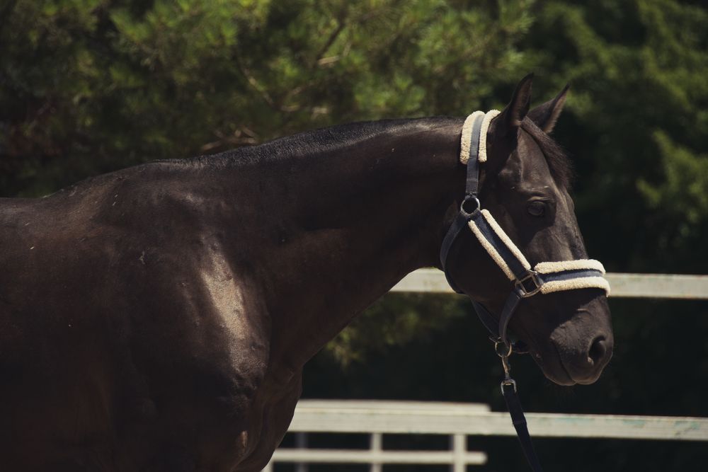 жеребец для верховой езды