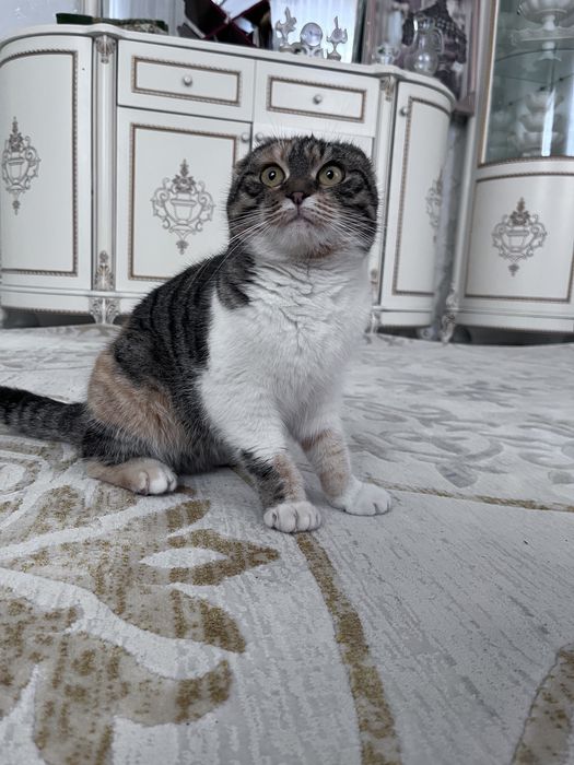 Шотландская кот 2 года
