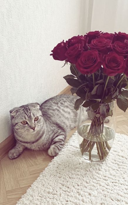 молодой котик мальчик