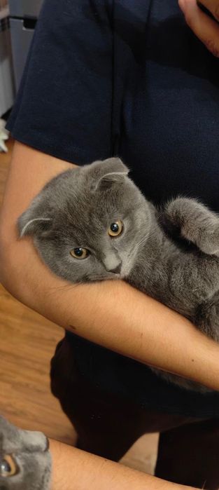 Потерялся кот 6 Месяцев