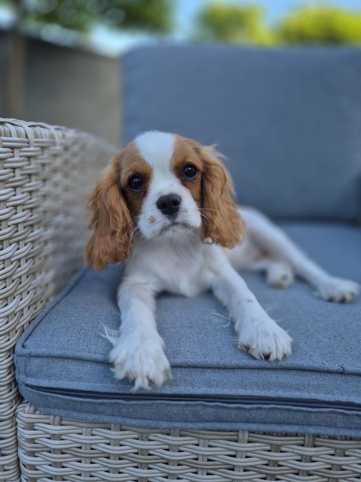 Cavalier king charles