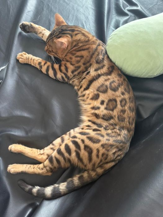 Продам котенка породистый