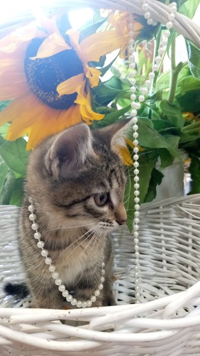 Котята в добрые ручки