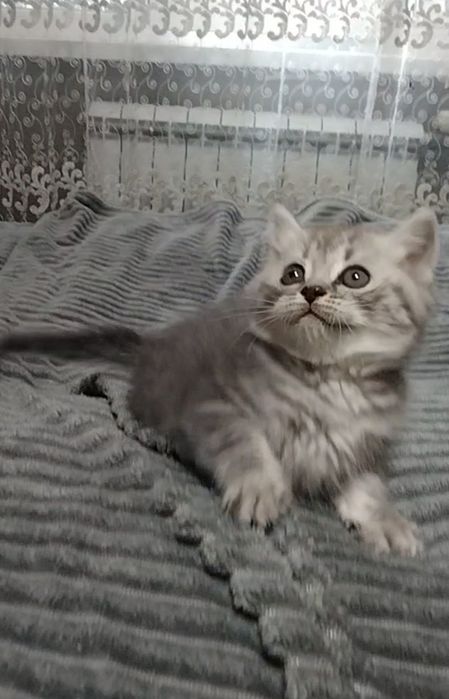 Девочка. Скоттиш страйт.