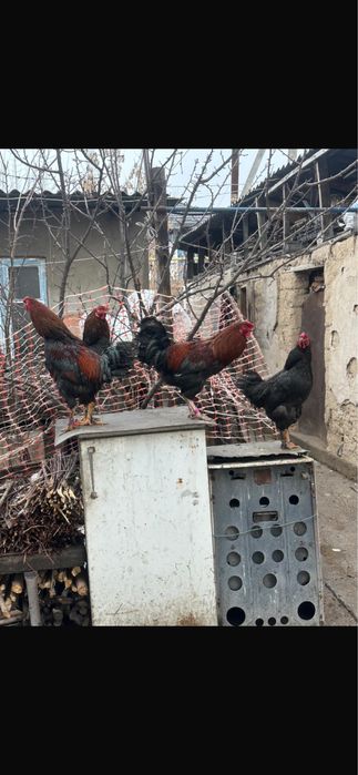 Петухи домашний, қораз