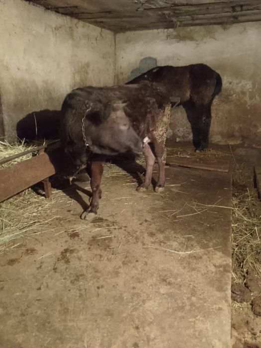 Продам жирную тёлку