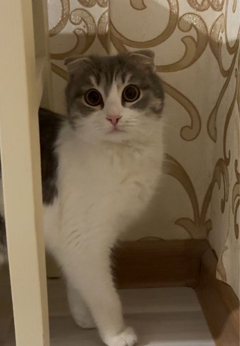 Ищем кота для вязки