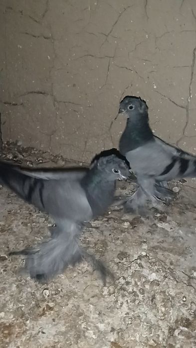 Продам  ронтовых