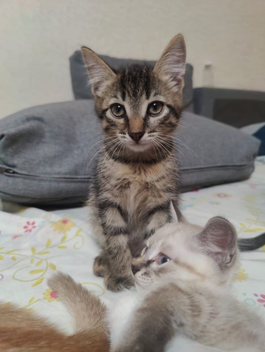 котята породистые