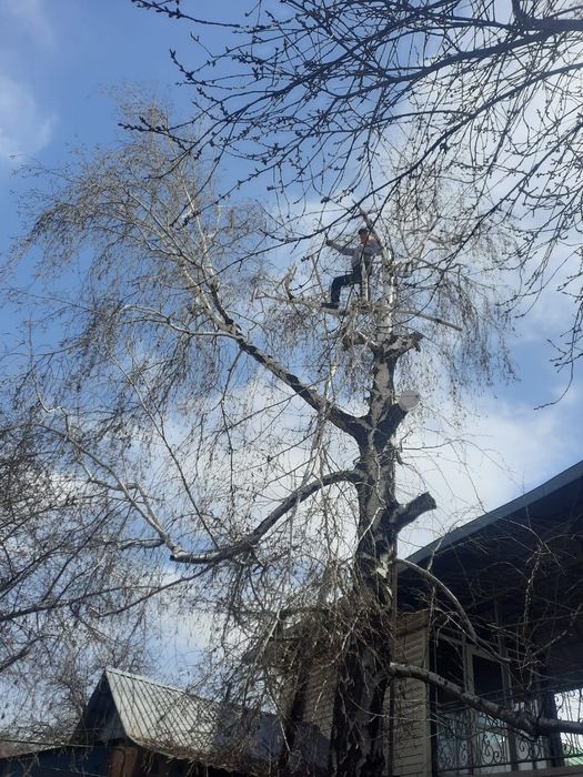 Спил деревьев, обрезка плодовых, санобрезка