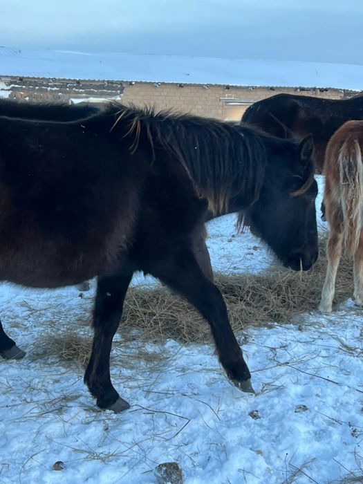 Тай , Кунан , Құнан