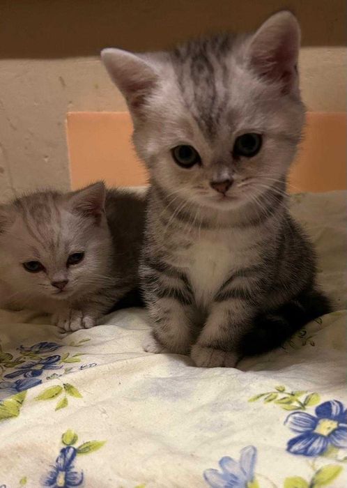 Котята Шотландские  !