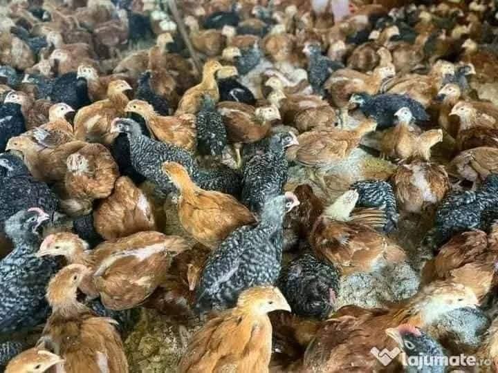 Pui rasa mixta si albi de carne