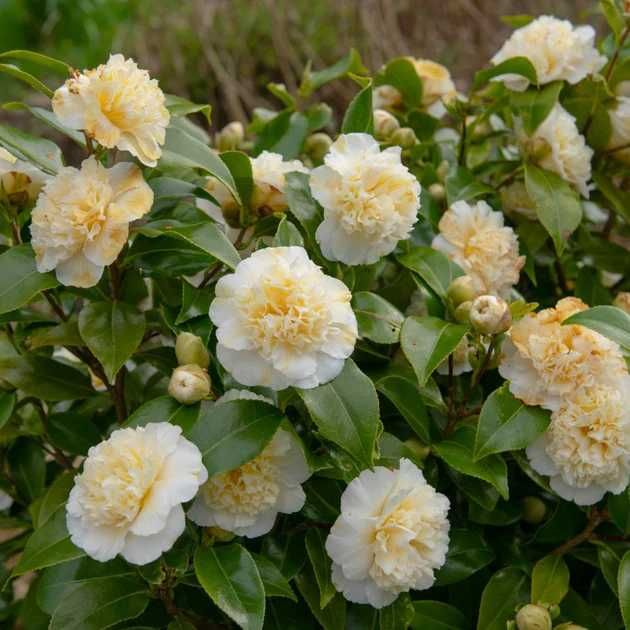 Camellia japonica galben alb roz rosu