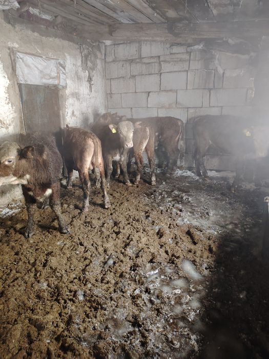 Продам Бычков 6 штук