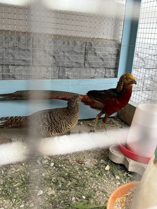 золотой  фазан ва  кавказский фазан