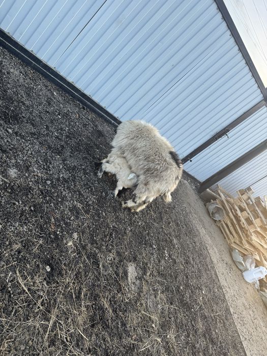 Лакты Ешки сатылады егиз