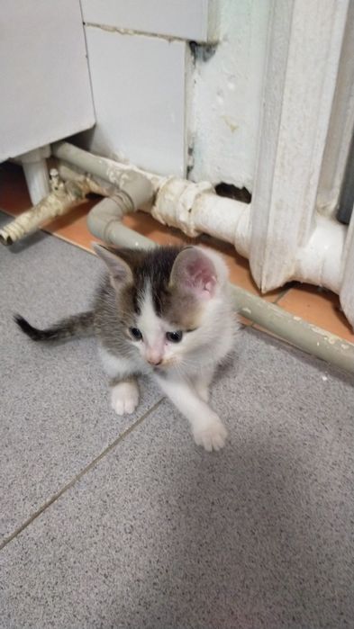 Котята домашние красивые