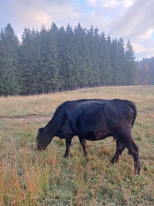 De vânzare un tăuraș și 3 vaci bune de ținut