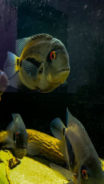 уару клинопятнистая