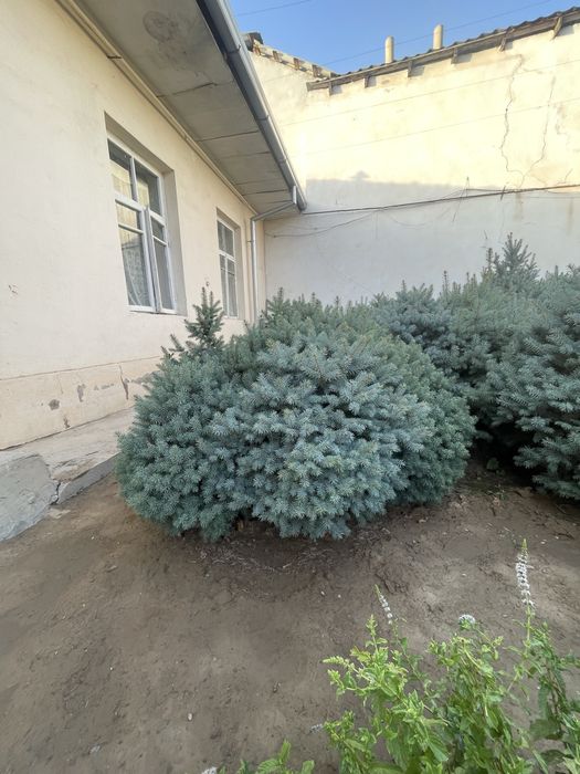 Европейские голубые ели! ОПТОМ! 200$ торг