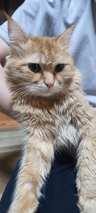 Мейн кун срочно сотилади