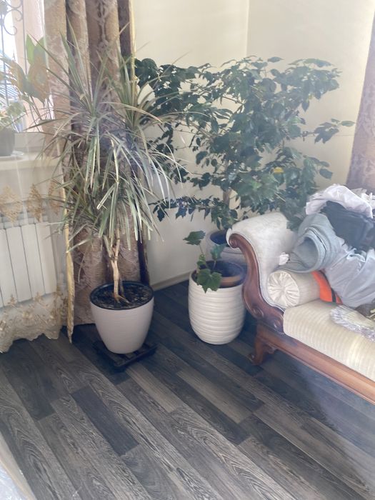 Продам растения для дома