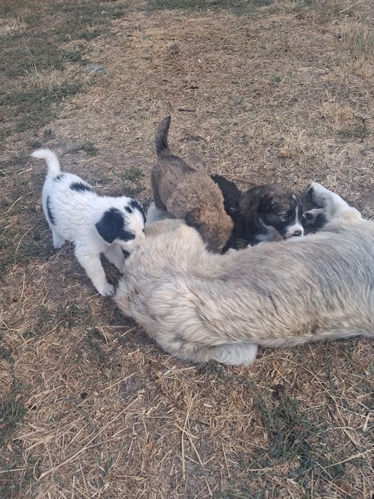 Donez cătei mai multe derali în privat
