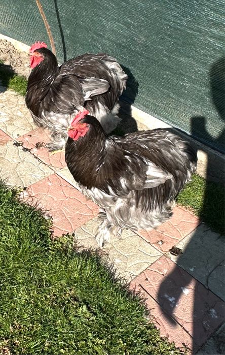 Cocosi cochinchina bobat / albastru