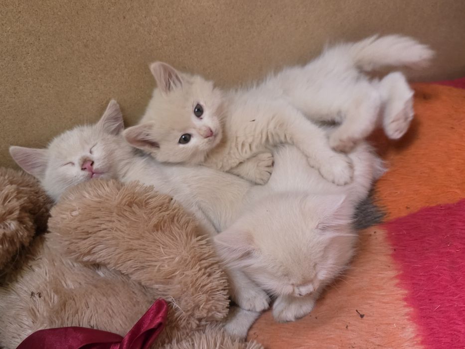 Коте на 2 месеца  Турска ангорска