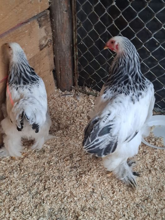 Pereche brahma hd