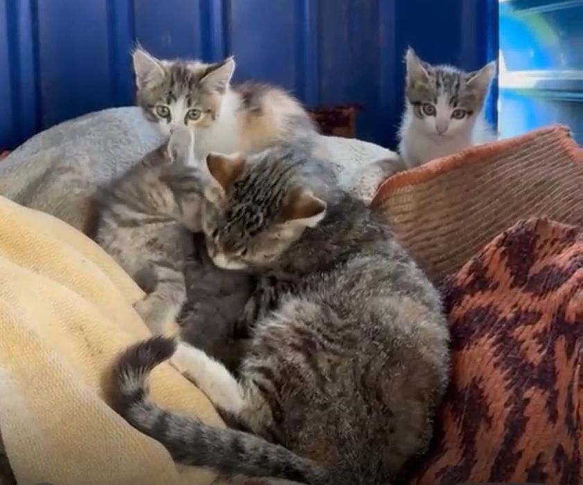 Отдам хорошеньких котят