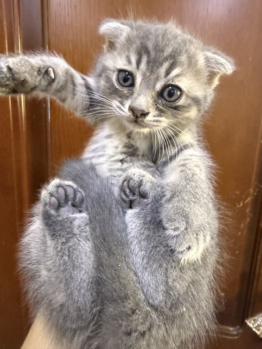 Котята  пародии русско гоубой