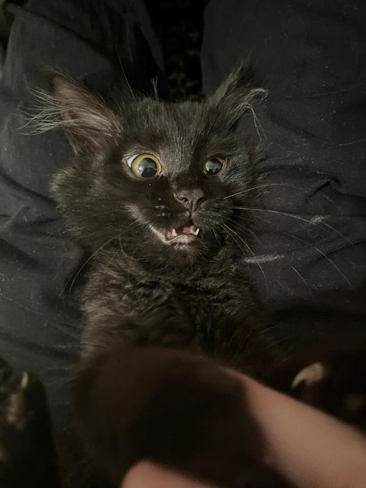 Отлам в добрые руки